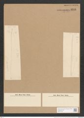 Nitzschia vivax W. Sm. (de-Toni-Nr.: Genus 47, Species 2078) Zeichnungen Sammlung Grunow Nr. 4111 (NHMW-BOT-W0371973)